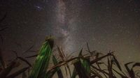 stalks of corn rise from the bottom, stretching halfway up the image, before a vast dark sky of stars.