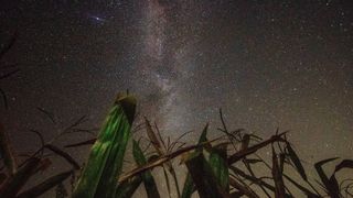 stalks of corn rise from the bottom, stretching halfway up the image, before a vast dark sky of stars.