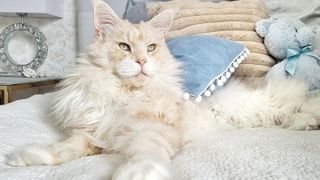 A huge white, fluffy maine coon lying on a bed
