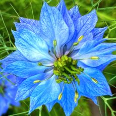 love in mist plant with bright blue flower head
