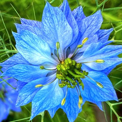 love in mist plant with bright blue flower head