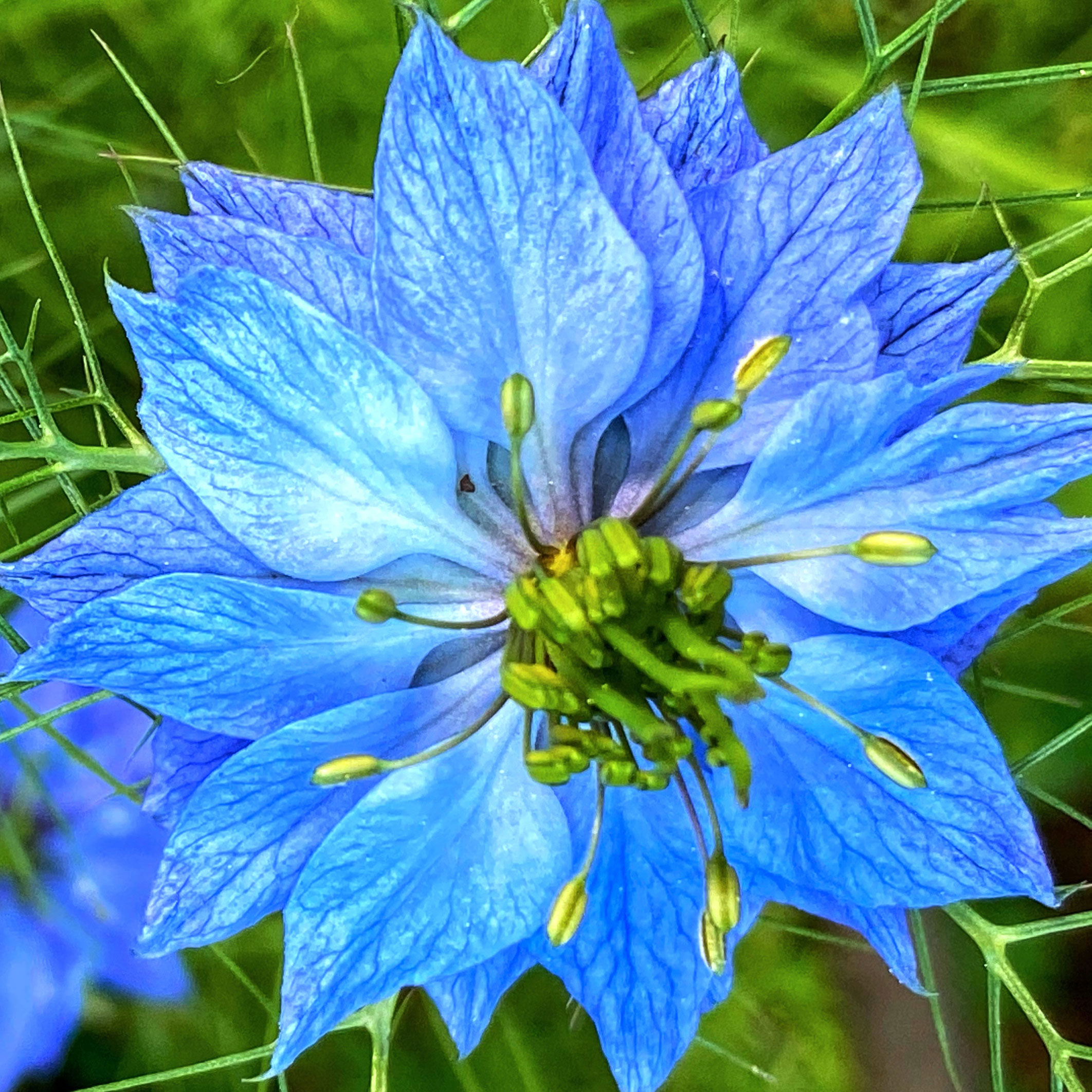 love in mist plant with bright blue flower head