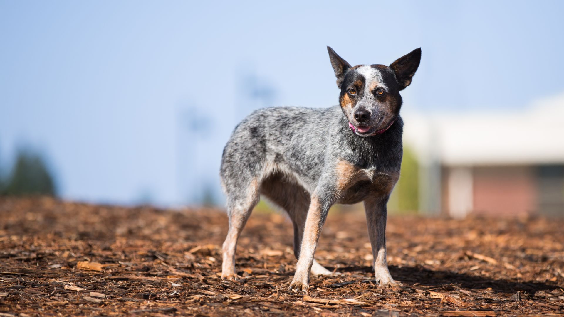 australian cattle dog