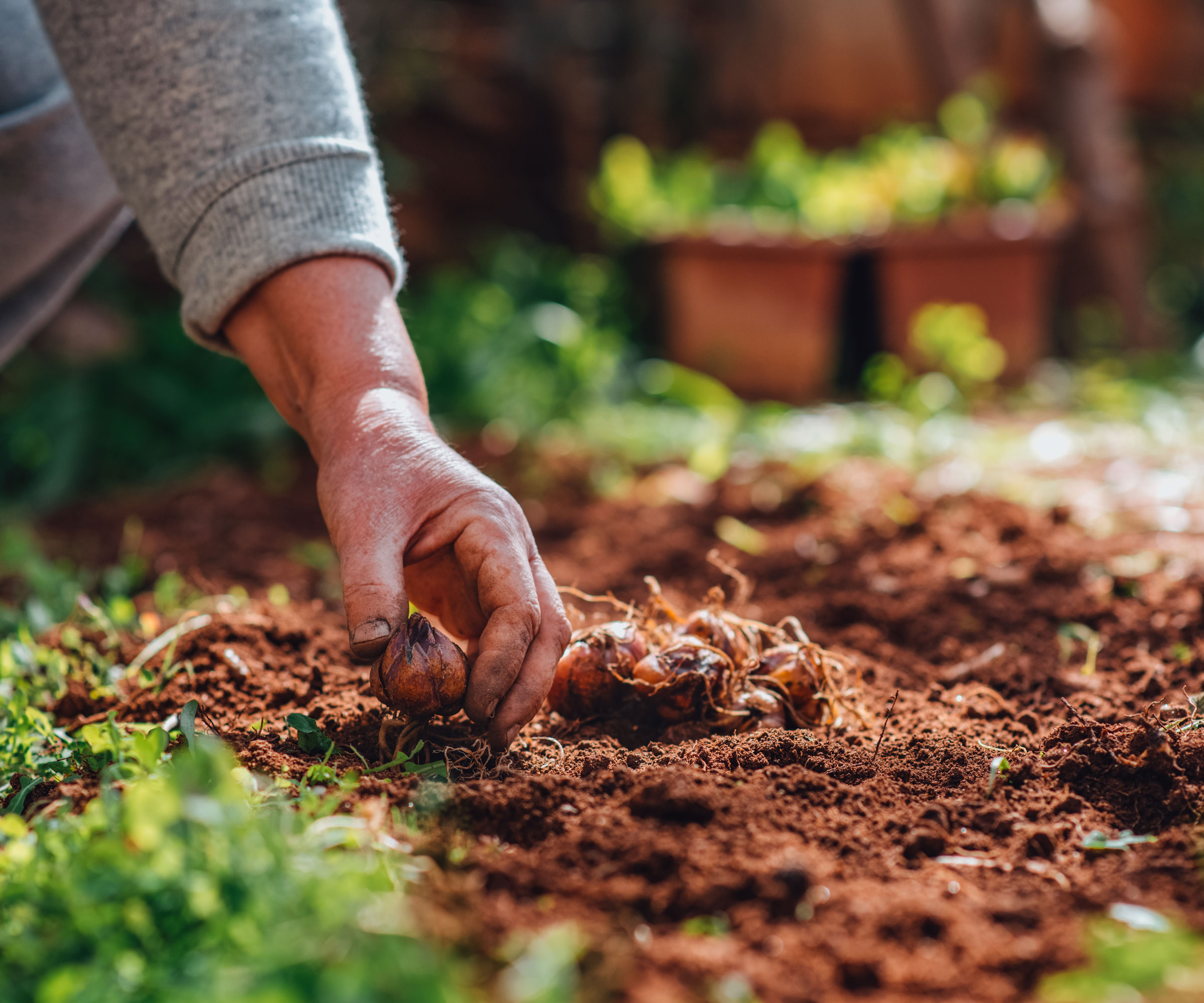 planting bulbs in soil by hand