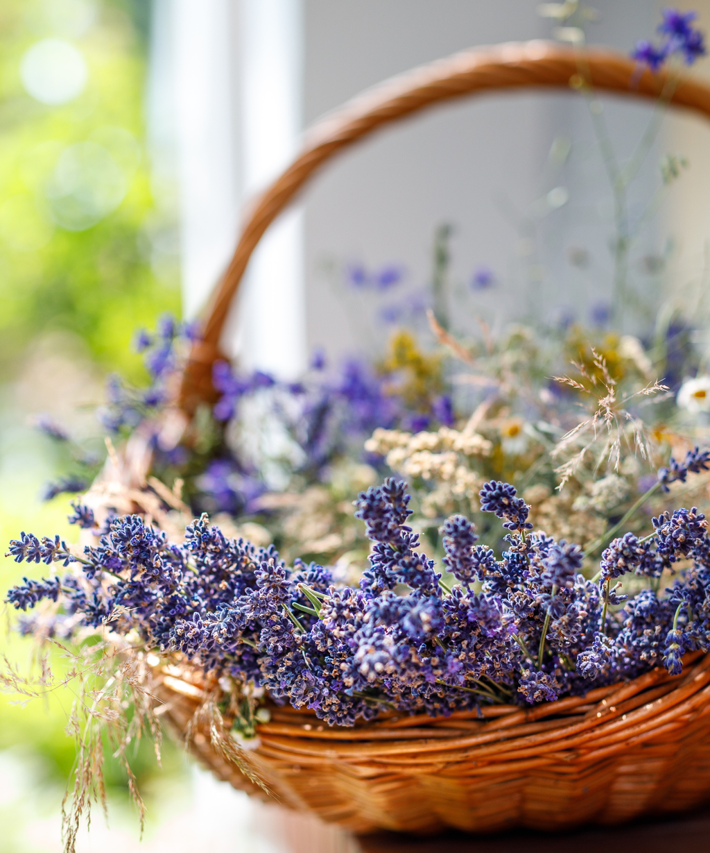 How to get rid of beetles inside your house | Homes and Gardens