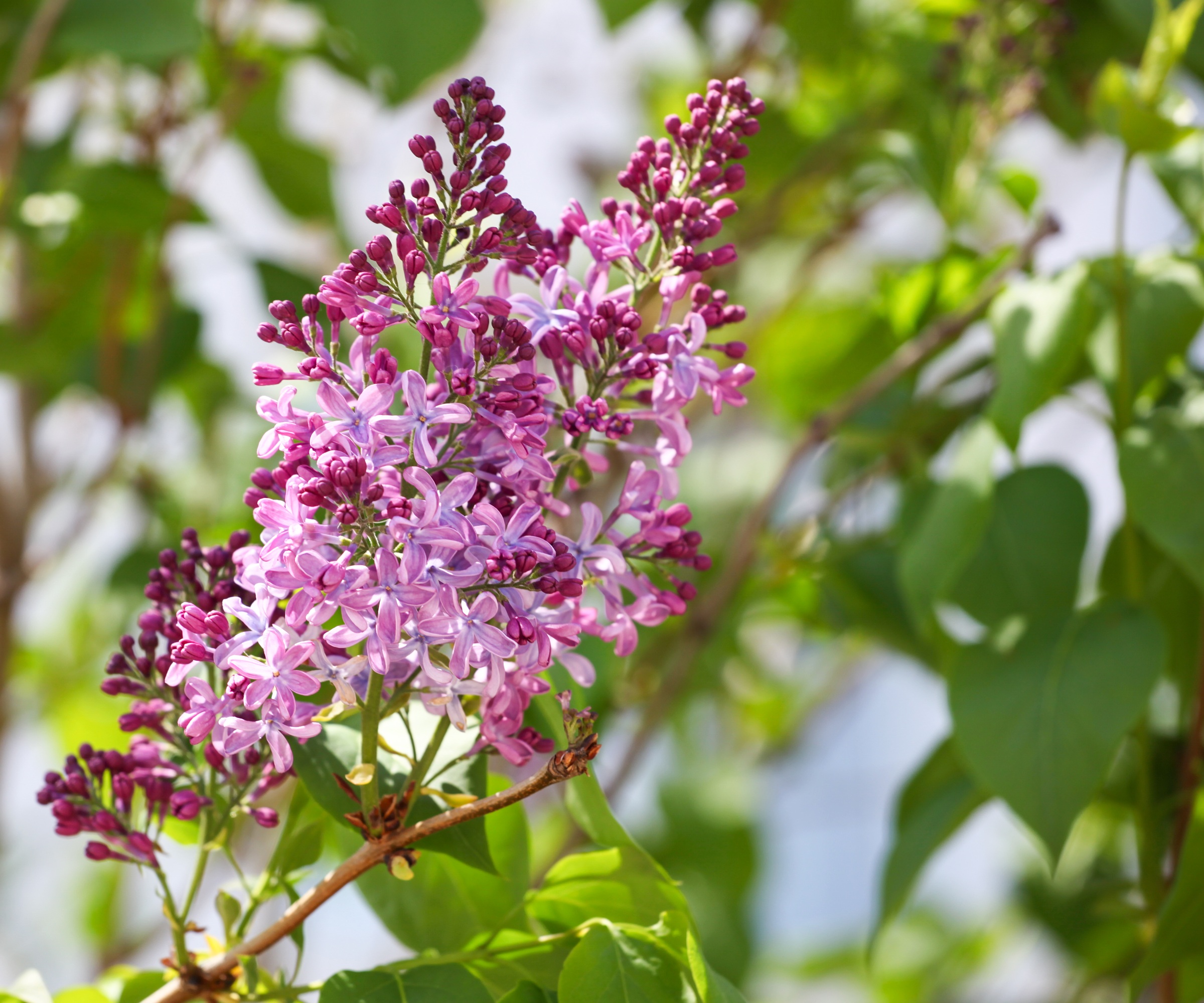 Lilac syringa