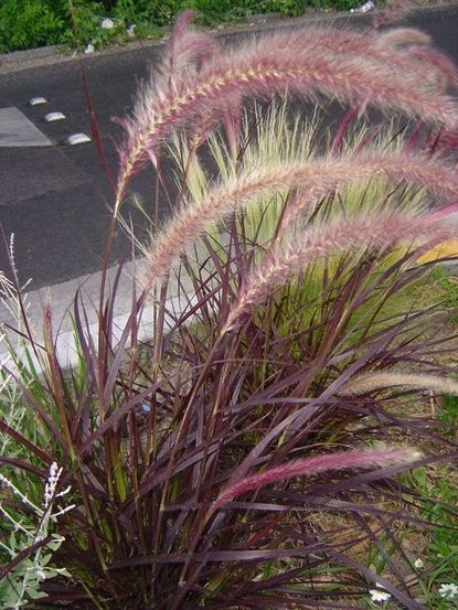 Tall Purple Fountain Grass