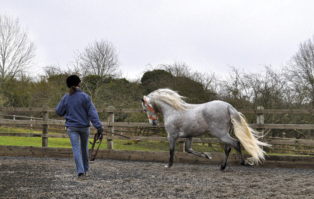 Flic-lunging.jpg