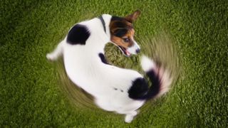 Dog chasing tail