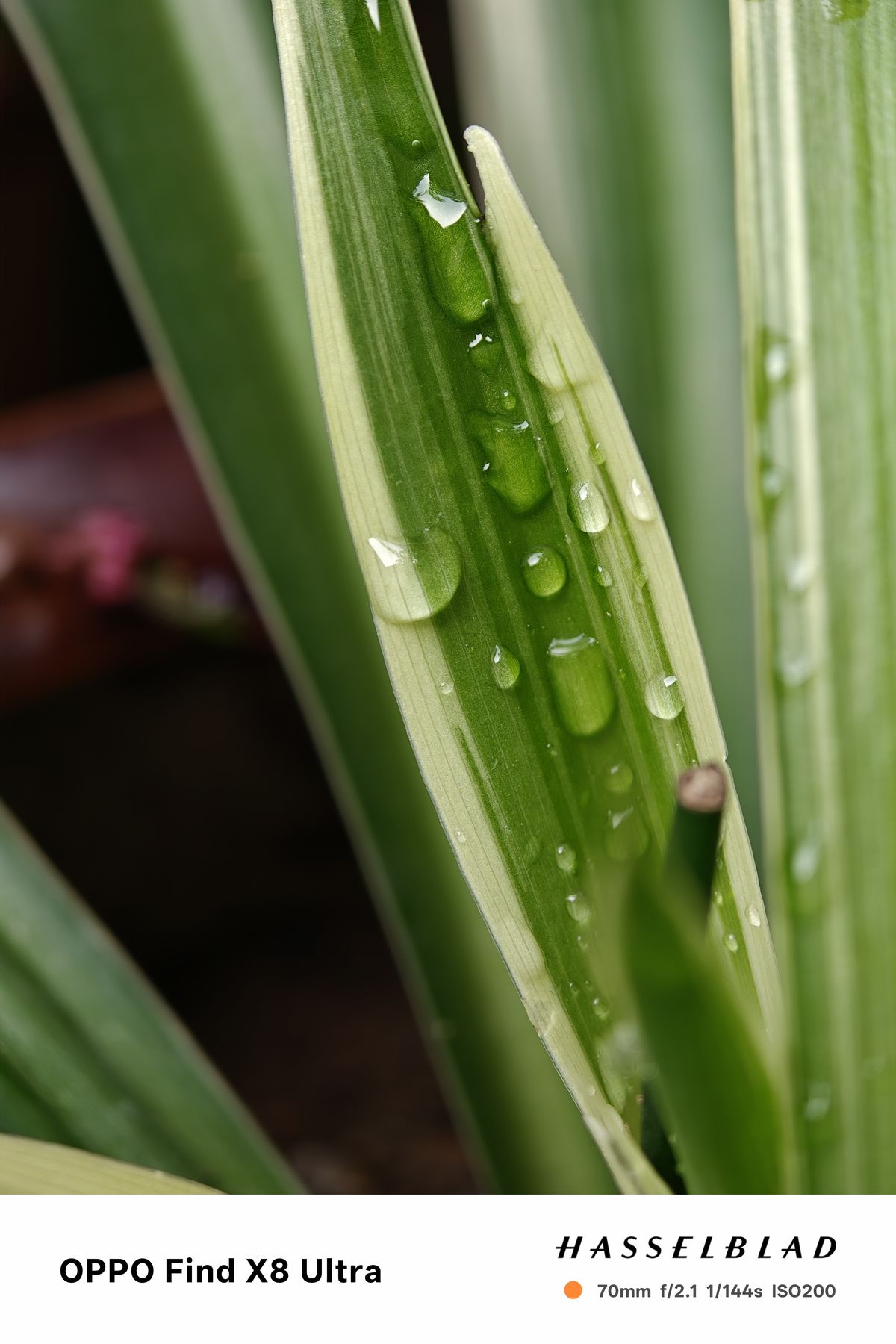 A macro shot of water droplets on a leaf