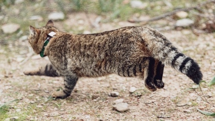 A collared Corsican wildcat running.