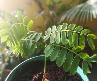 young potted tamarind tree