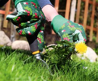 Gardener weating gardening gloves pulling up dandelion weeds by the root on a lawn