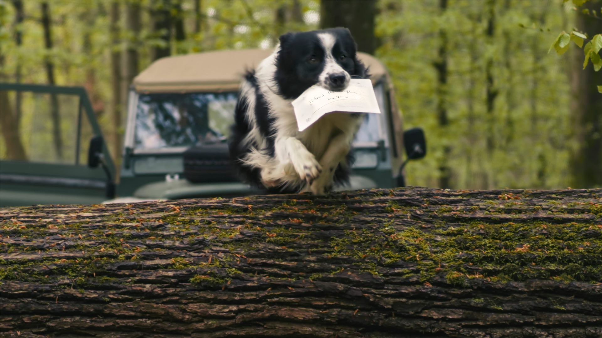 Border collie Flynn carrying letter