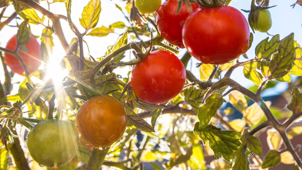 Tomatoes on the vine