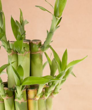 Lucky Bamboo Plant on a pink background