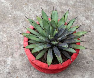 potted succulent with root rot