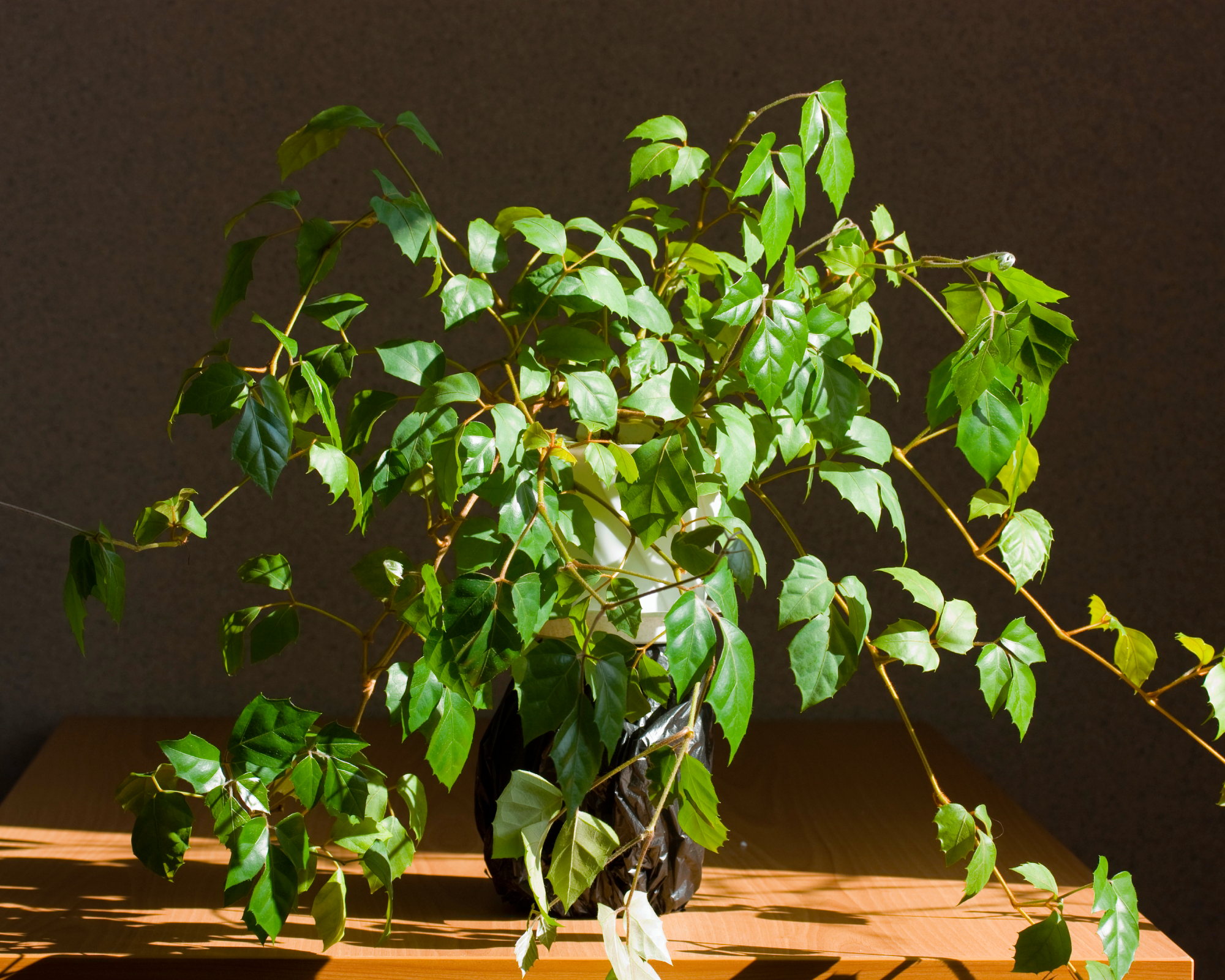 grape ivy houseplant sitting on a table