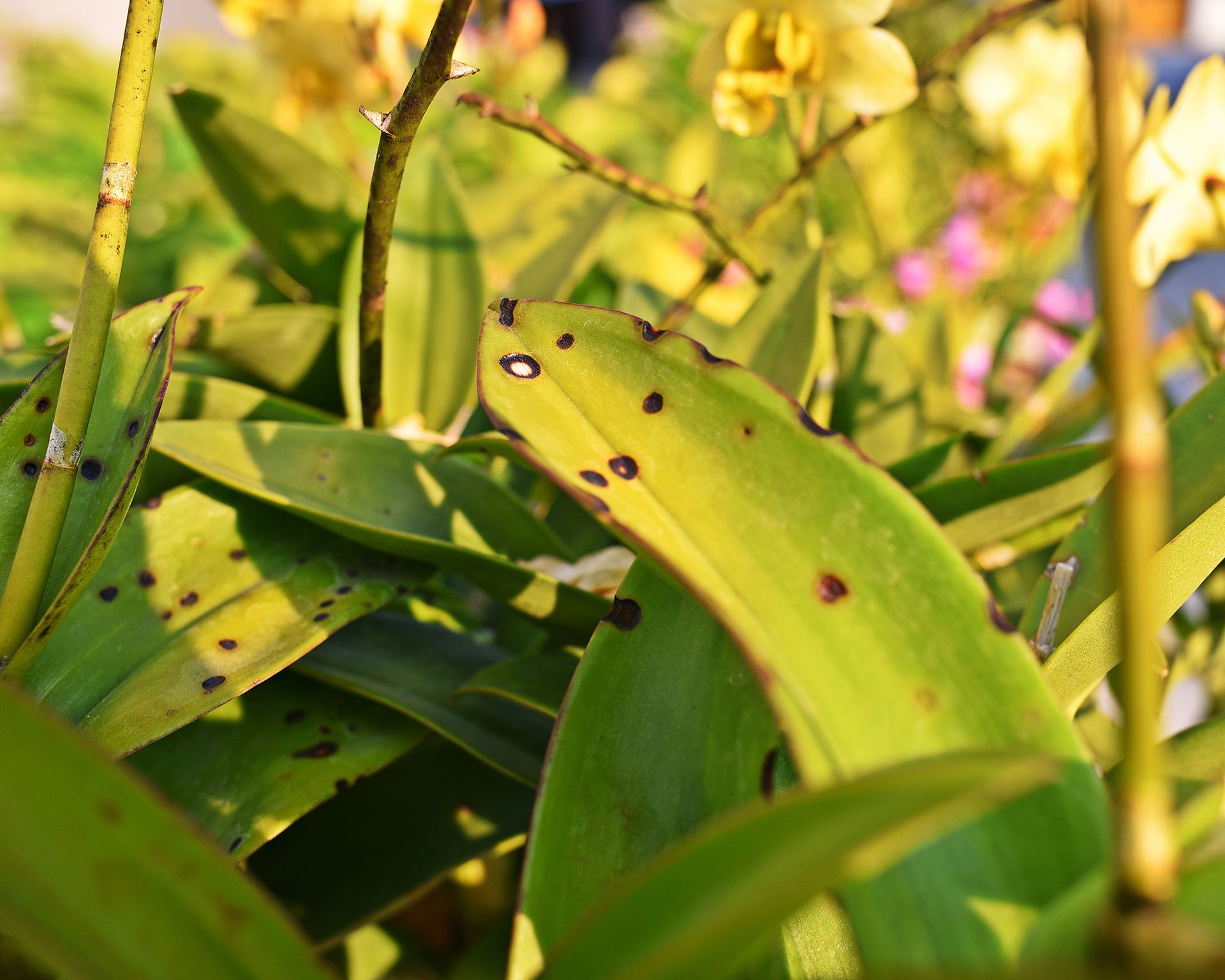 Extraordinary Yellowing Orchid Leaves Pictures