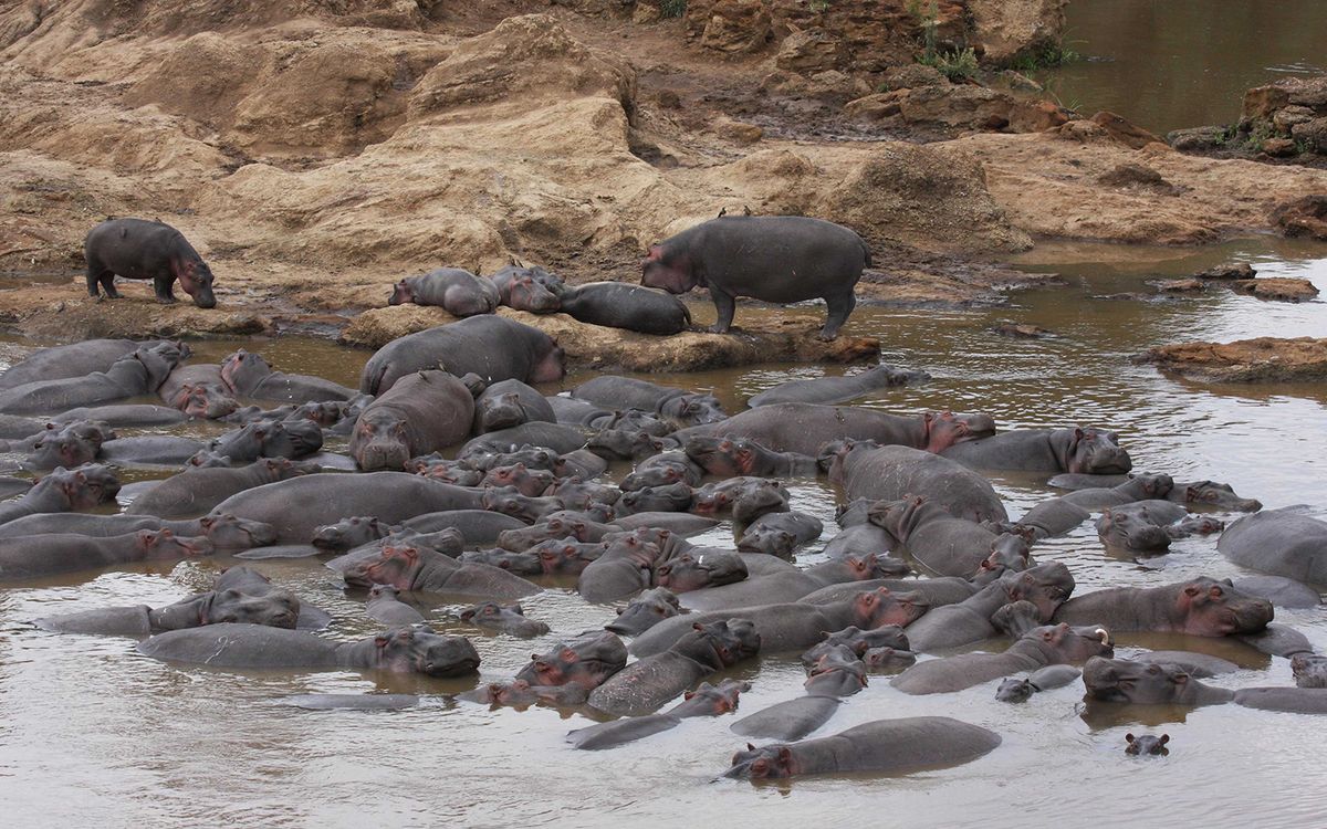 Hippo Poop Is Literally Suffocating Fish Live Science