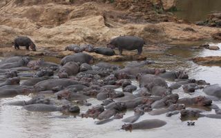 Hippos are pool-poopers, and fish pay the price.