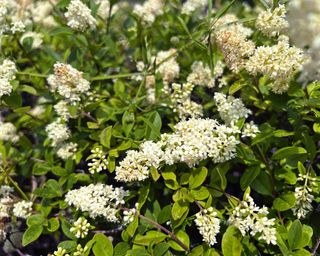 Common privet Ligustrum vulgare