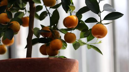 Tangerine tree growing indoors