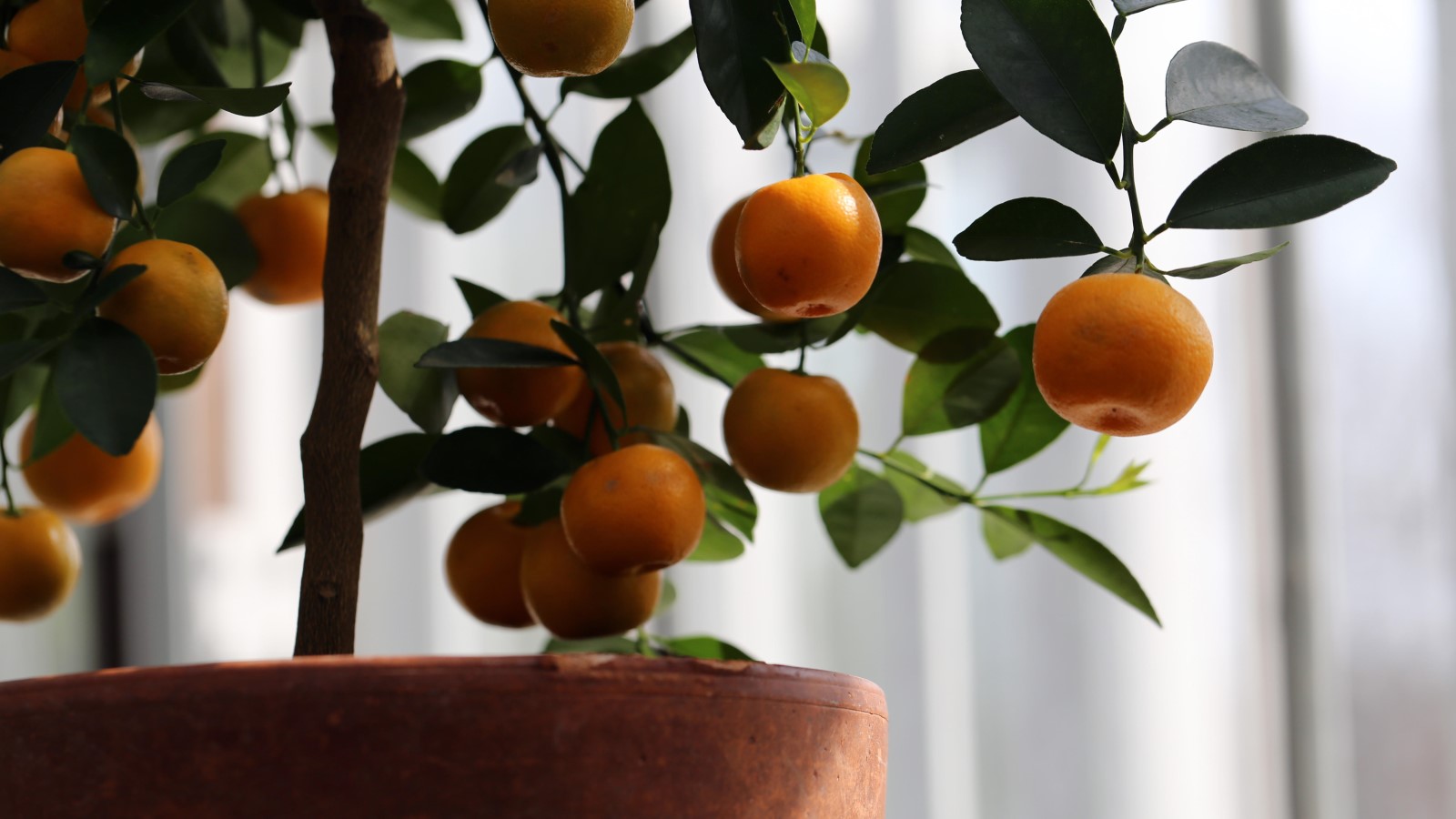 orange tree photo
