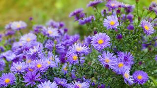 asters in bloom