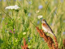 Bird In A Field Perched On Flowers