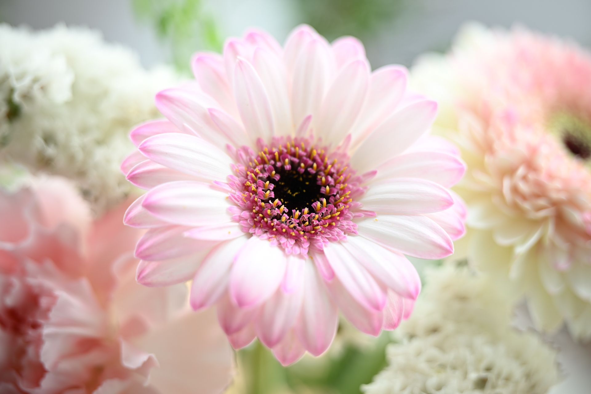 Sample image taken with the Nikon Z 70-200mm f/2.8 VR S II