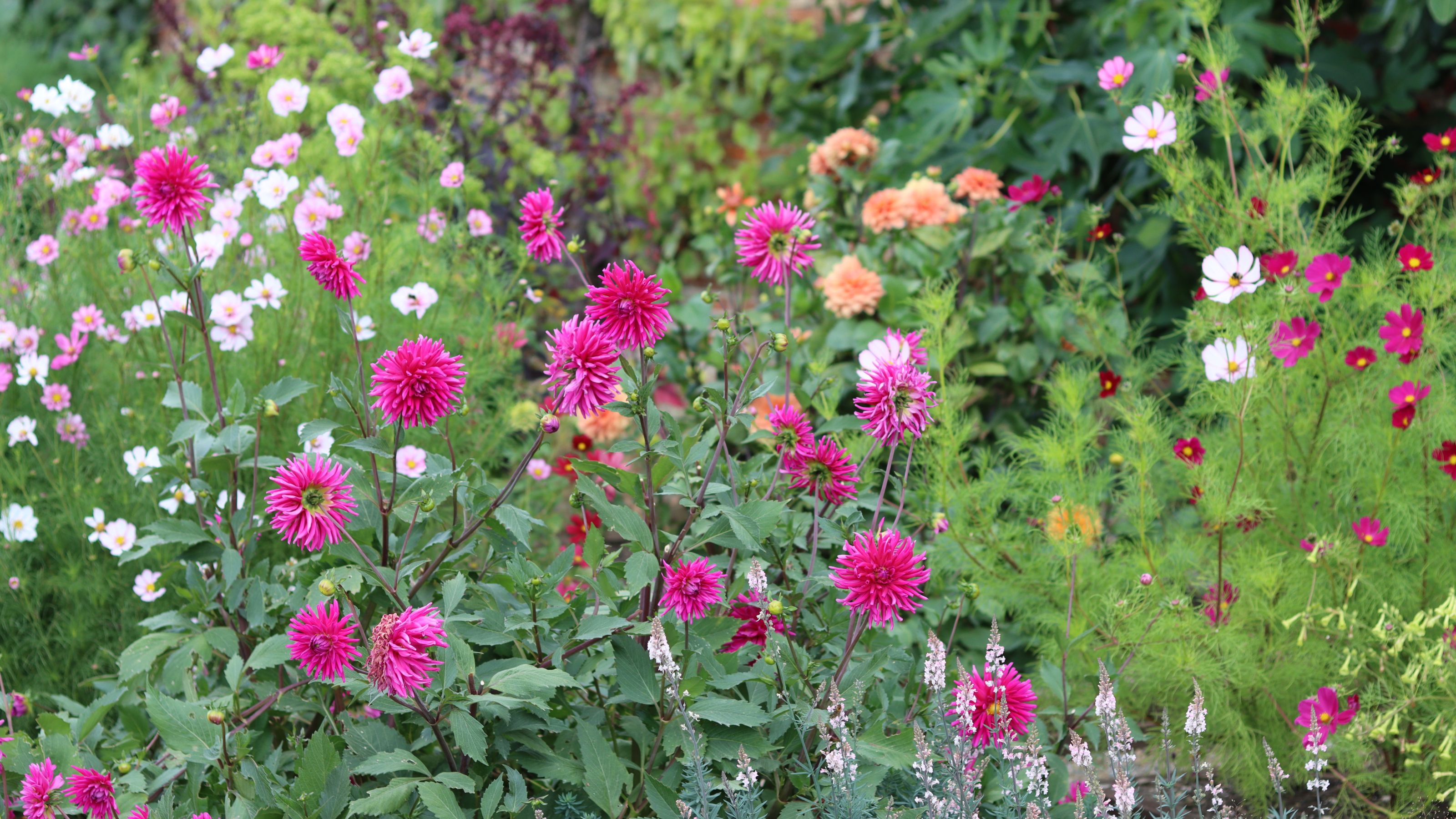 summer bedding plants