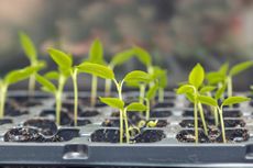 Container With Individually Potted Seedlings