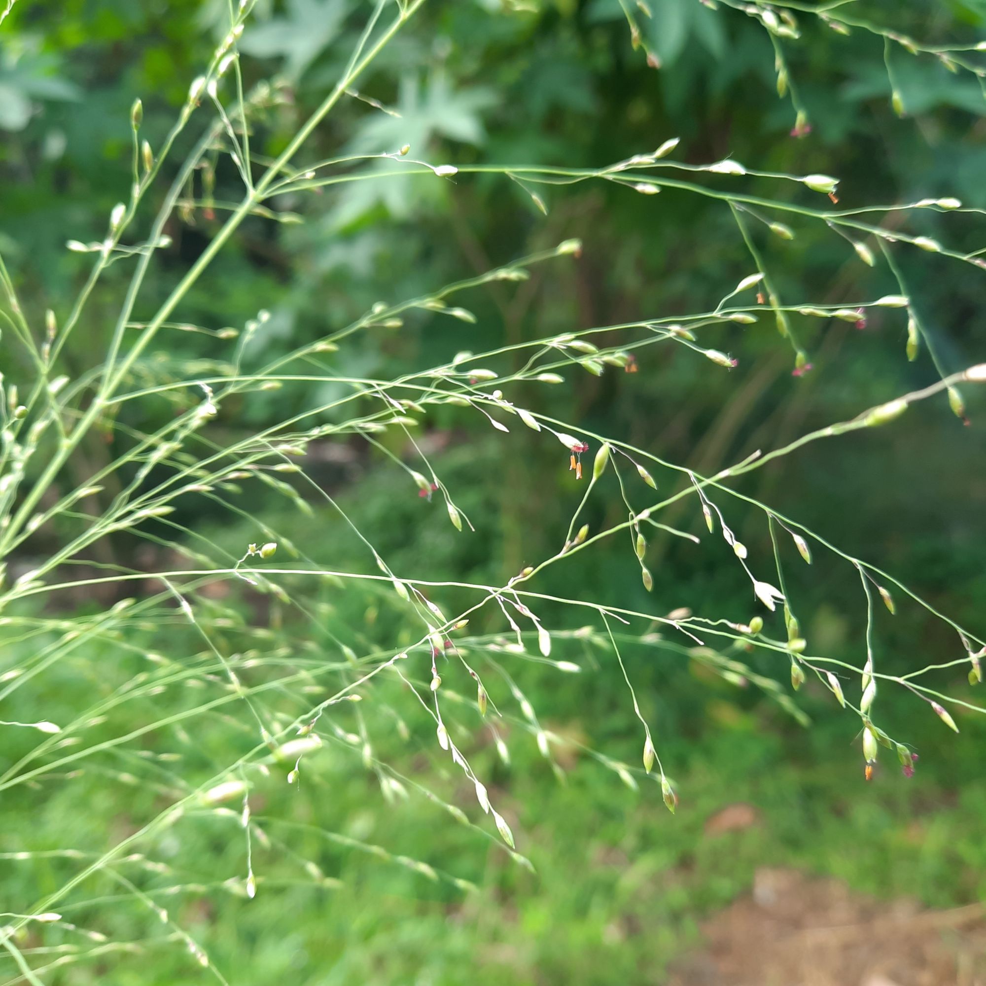 Panicum ornamental grass growing in garden