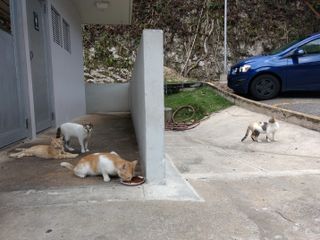 Cats chill in the staff parking lot at the Arecibo Observatory in Puerto Rico (from left to right: Mars, Venus, Old Tom and Florence).