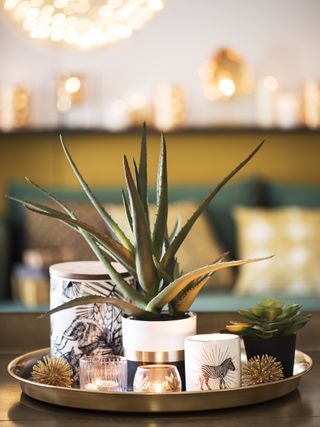 Plant indoors with Christmas decorations by Maisons du Monde