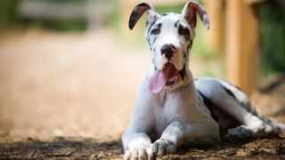 Great Dane facts: Great Dane puppy sitting outside with tongue out