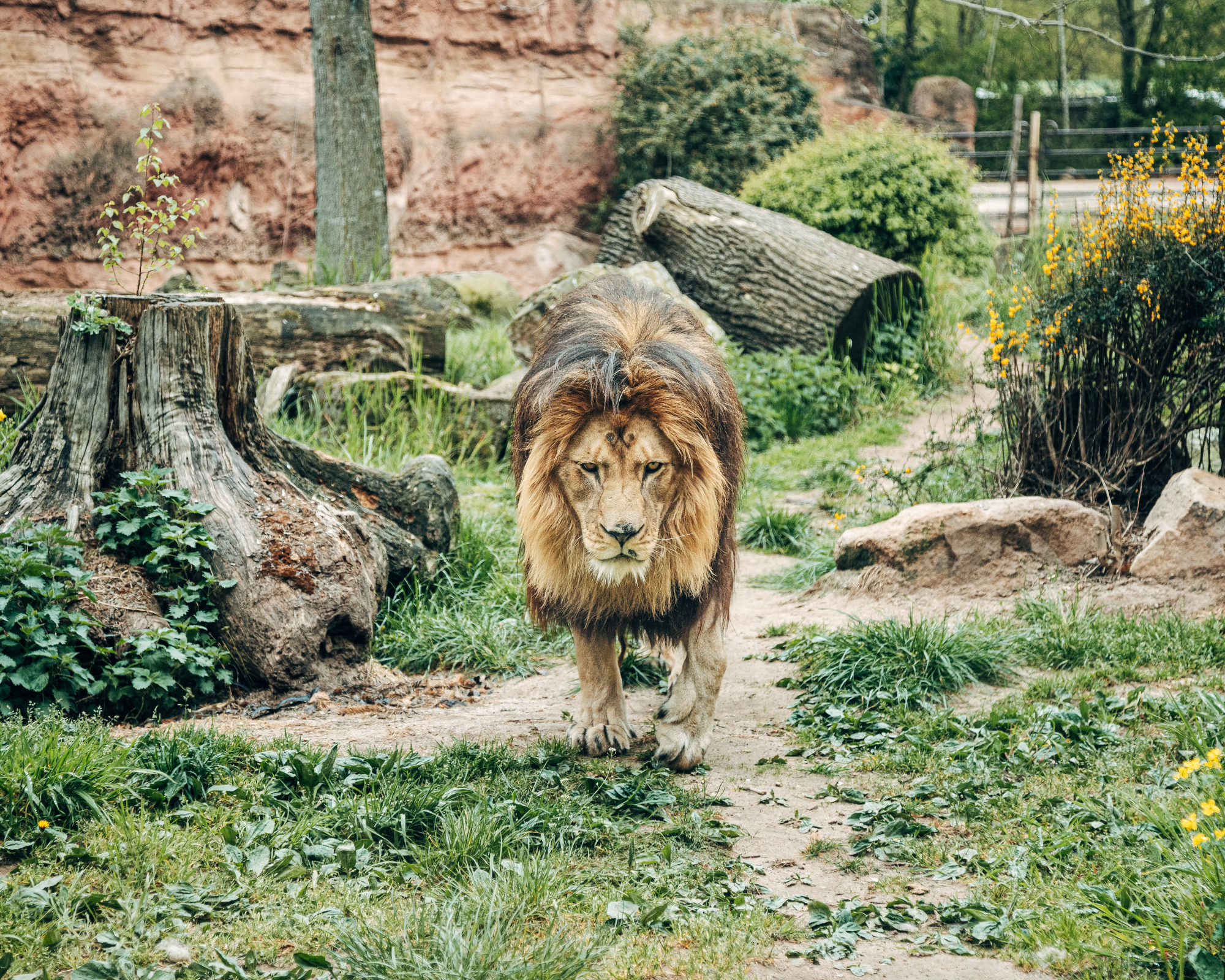 lion in the zoo