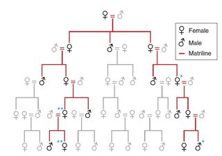 A family tree showing the inferred relationships for the individuals buried in the elite crypt. Matrilineal descent is highlighted in red. The blue shows the grandmother-grandson relationship and the mother-daughter relationship.