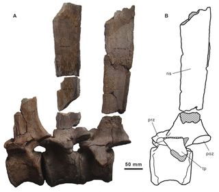The vertebrae (bottom) and the neural spines (top) that would have supported the dinosaur's sail.