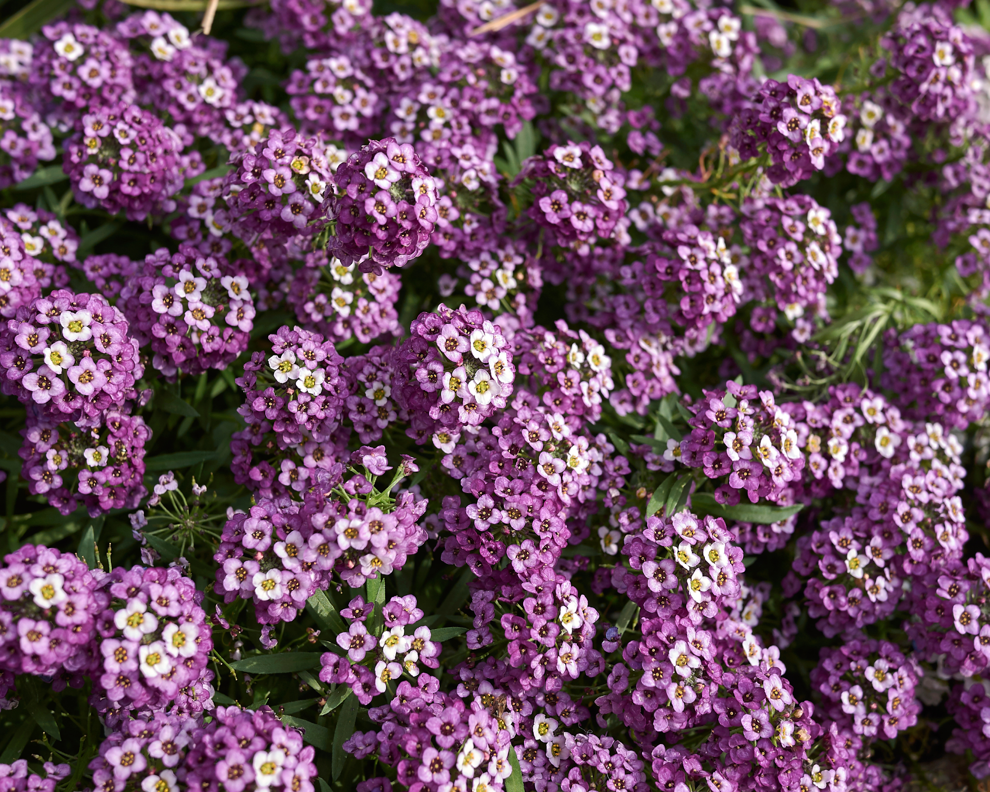 Sweet alyssum (Lobularia maritima) growing as groundcover in a garden