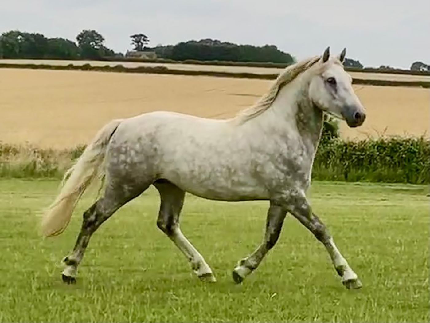 Blakehill Matador