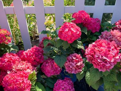 Pink hydrangeas blooming along a white picket fence