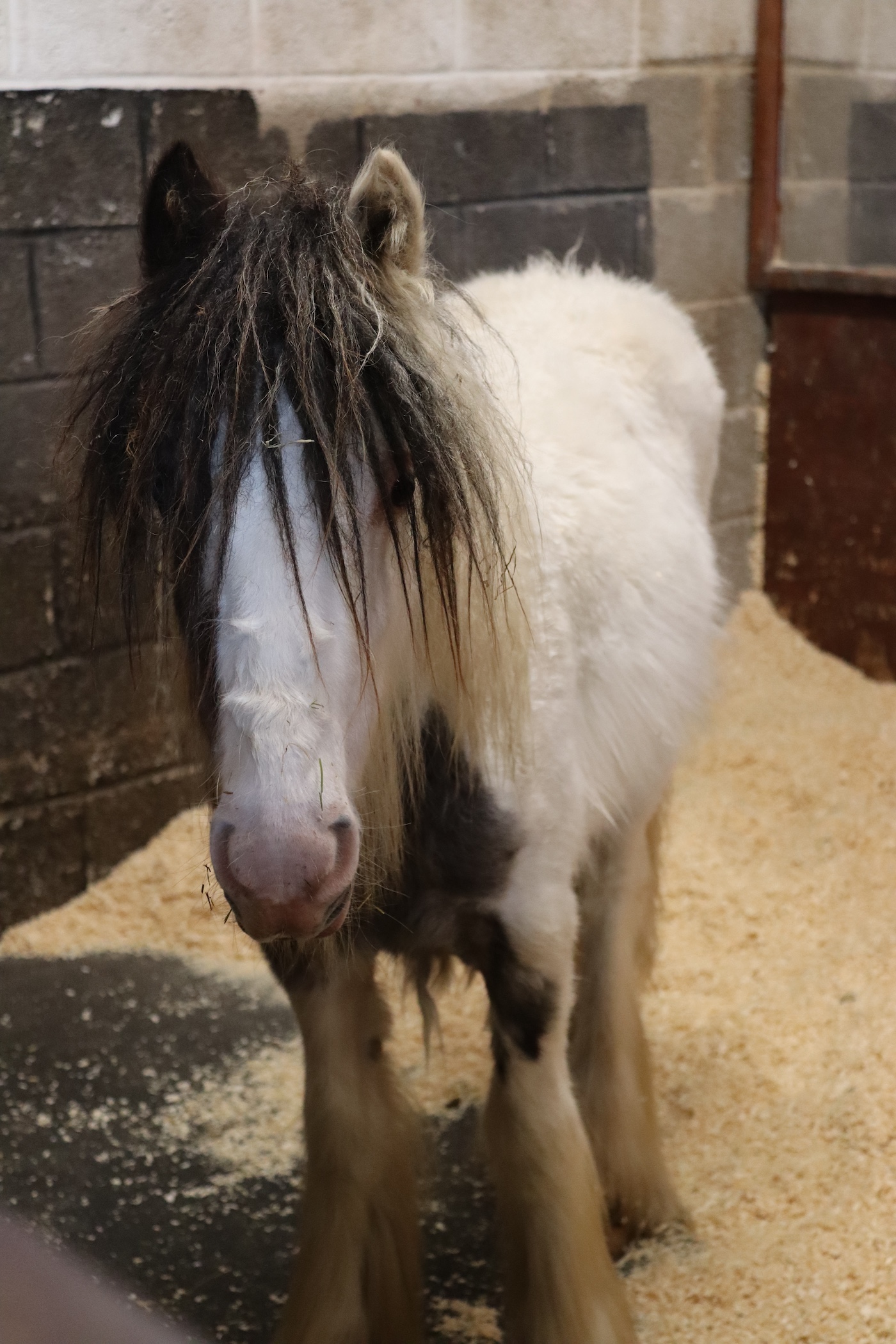 Patch on arrival at Redwings 1 - credit Redwings