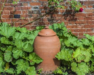 Terracotta forcing pot in a kitchen garden