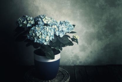 blue hydrangeas in a pot indoors