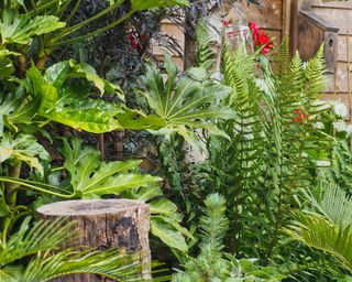 Tropical garden with fatsia japonica plant