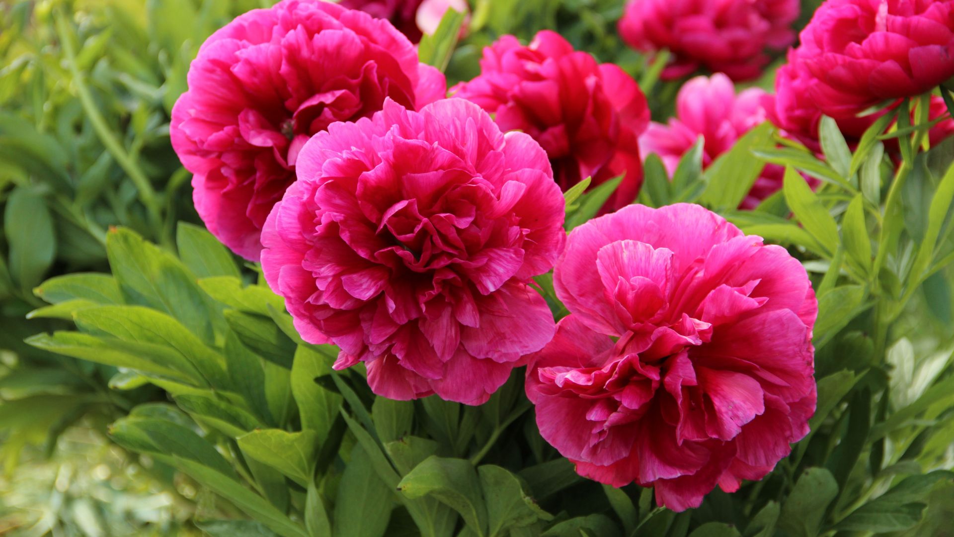 picture of pink peonies