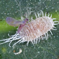 long tailed mealybug on plant leaf