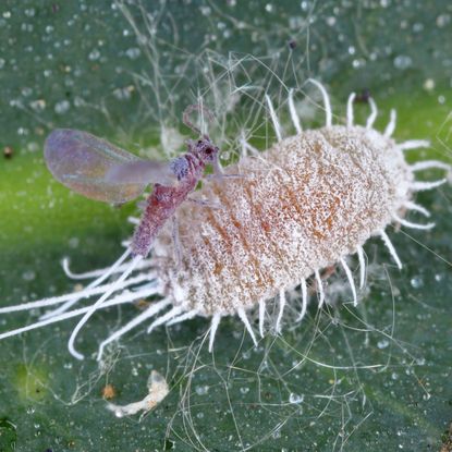 long tailed mealybug on plant leaf